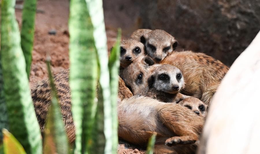 เมียร์แคต มาร์มอต และนากหญ้า แก๊งสัตว์หน้าใหม่ที่อุทยานไหหลำ