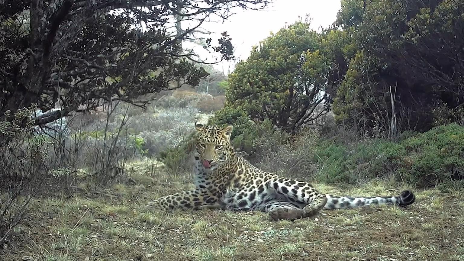 เสฉวนจับภาพ 'เสือดาว' เดินตรวจอาณาเขตบนเทือกเขา