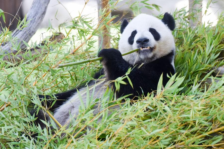 สวนสัตว์สเปนฉลองวันเกิดแพนด้ายักษ์ 'จินสี่-จูอวี๋' อายุครบ 5 ขวบ