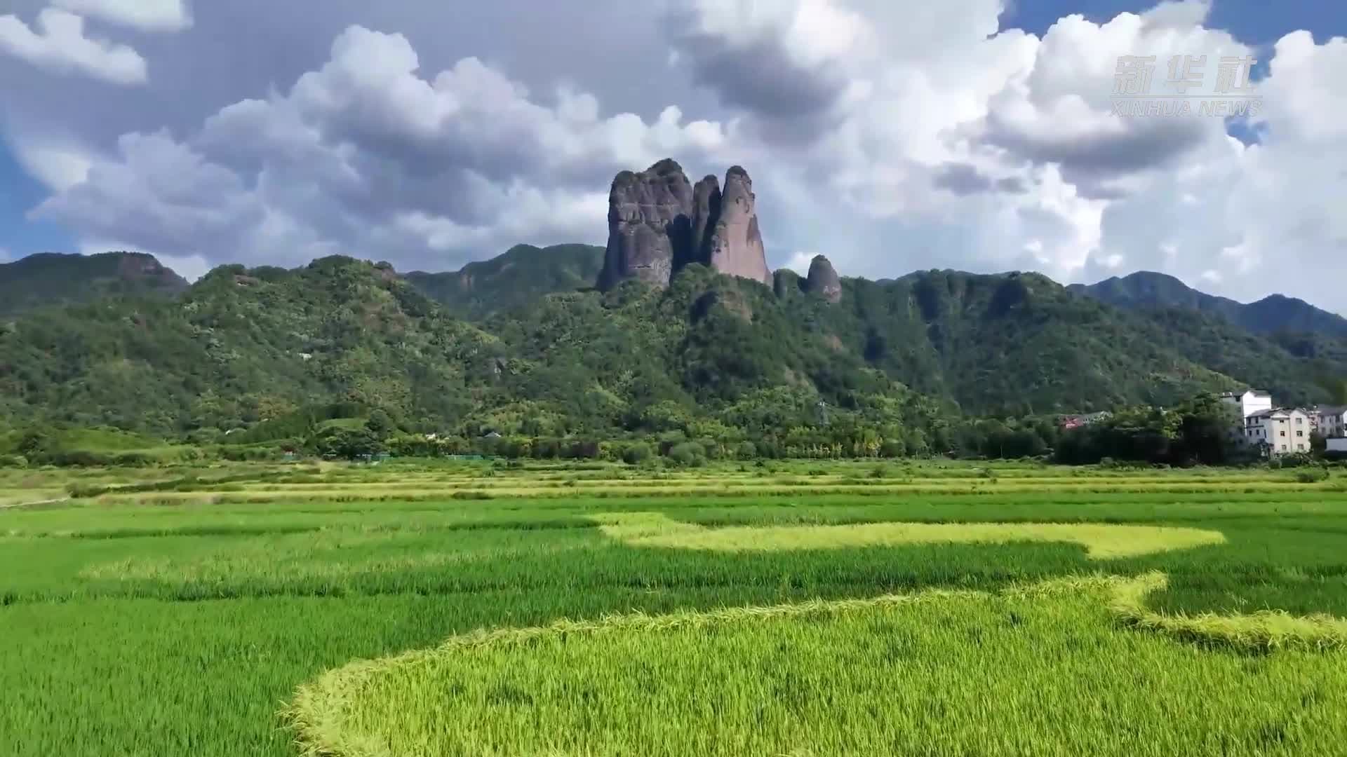 สีสัน 'นาข้าว' ต้นฤดูใบไม้ร่วงในเจ้อเจียง