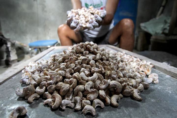 อินโดนีเซียปั้นอุตฯ เม็ดมะม่วงหิมพานต์ ยกระดับเกษตรกร