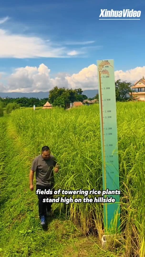 ข้าวยักษ์' สูง 2 เมตร ใกล้เก็บเกี่ยวในยูนนาน