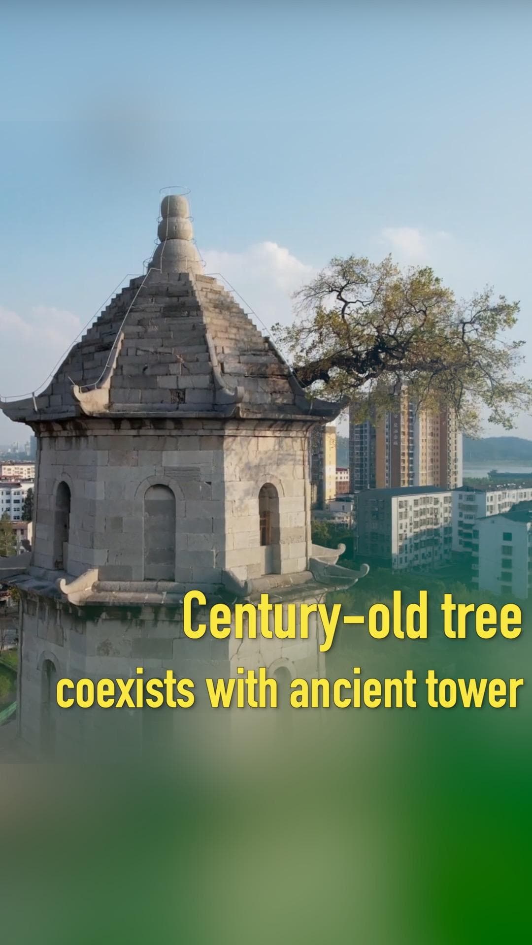 ไม่ยอมแพ้ต่อกาลเวลา! ต้นไม้เก่าแก่เกือบ 130 ปี ยังยืนต้นบนหอคอยในหูเป่ย