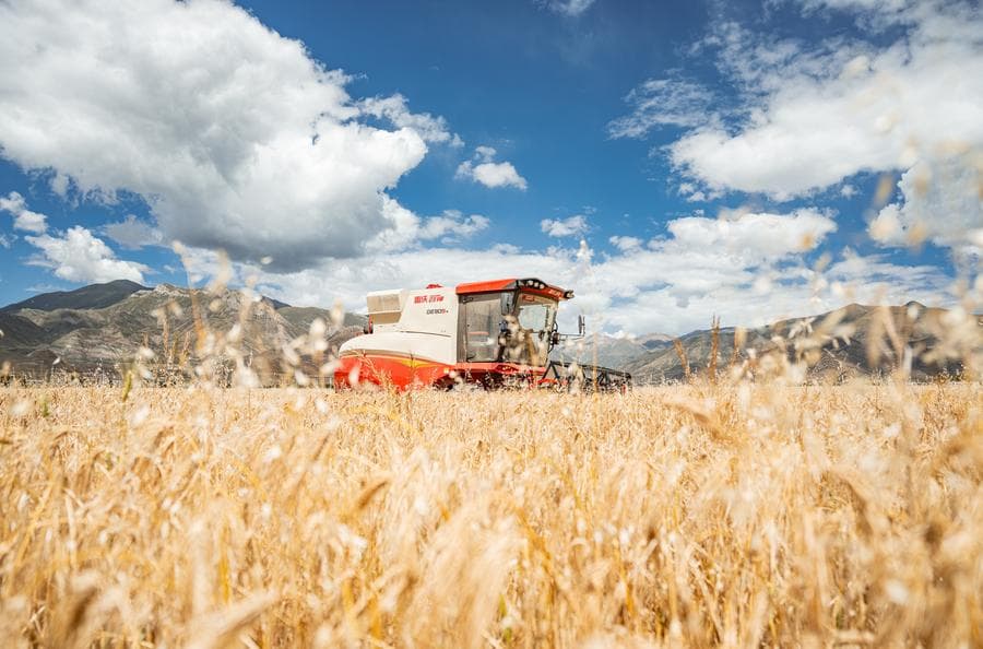 เกษตรกรทิเบตเก็บเกี่ยว 'ข้าวบาร์เลย์ไฮแลนด์' สีเหลืองทอง