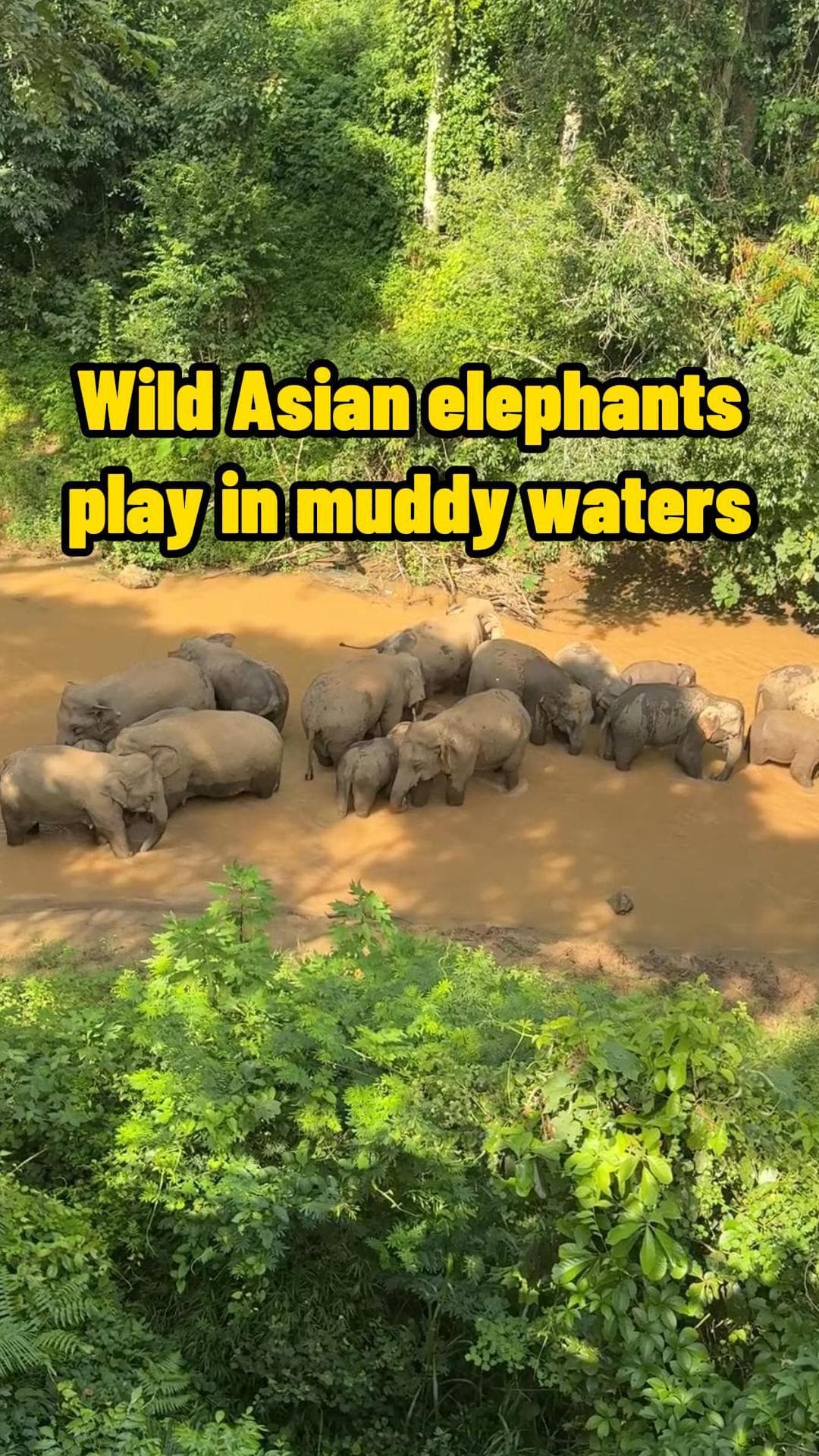 เอ็นดู! ช้างเอเชียป่าเล่นน้ำในแอ่งโคลน แสนสนุกในยูนนาน