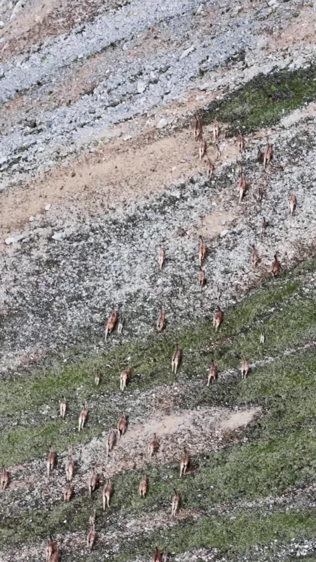 แกะสีน้ำเงิน' ในที่ราบสูงชิงไห่-ทิเบต เดินคล่องแคล่วบนเนินชัน