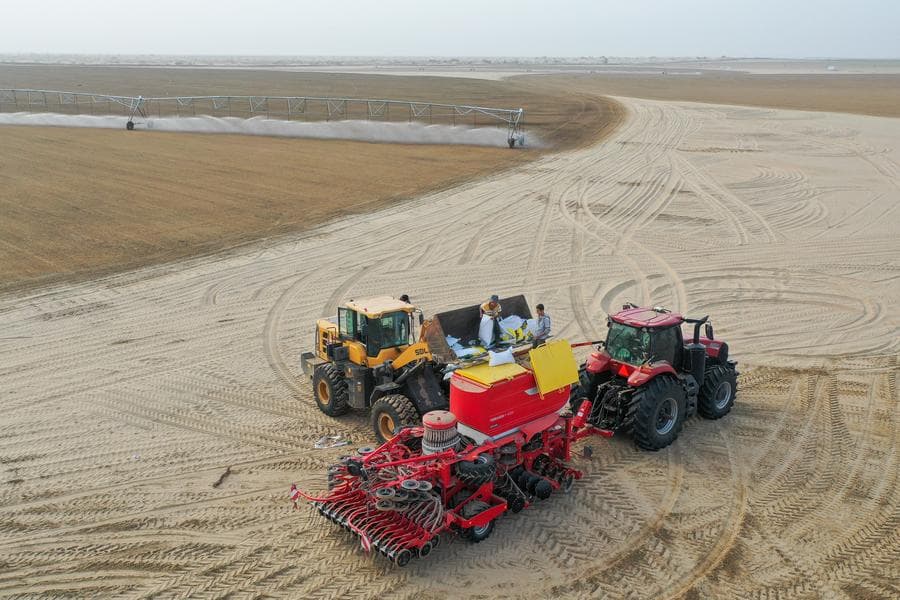 ปลูก 'ถั่วอัลฟัลฟา' หนุนปศุสัตว์-คุมทะเลทรายในซินเจียง