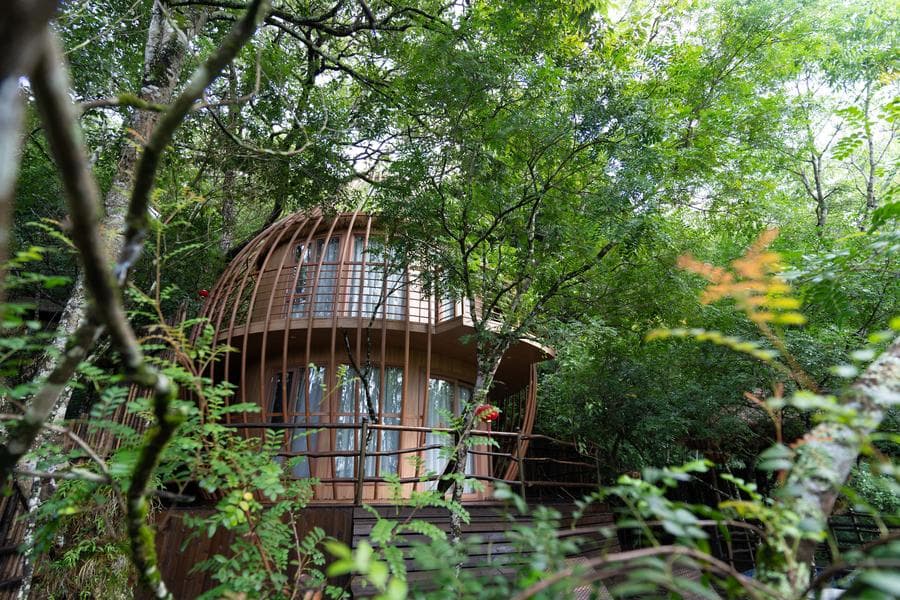 ยูนนานพัฒนาธุรกิจ 'กล้วยไม้สกุลหวาย' สมุนไพรจีนล้ำค่า