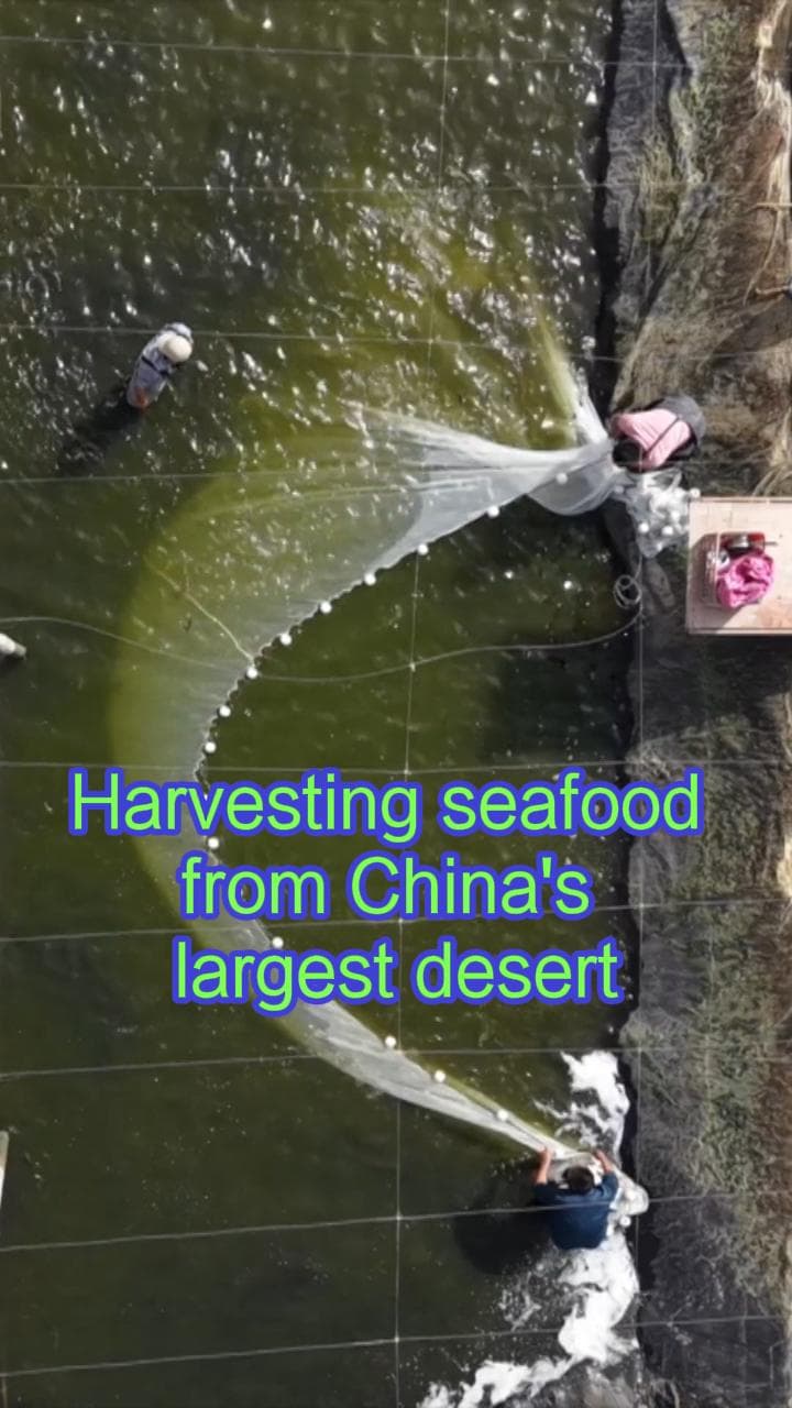 ฟาร์มสัตว์น้ำ' โผล่กลางทะเลทรายใหญ่สุดของจีน