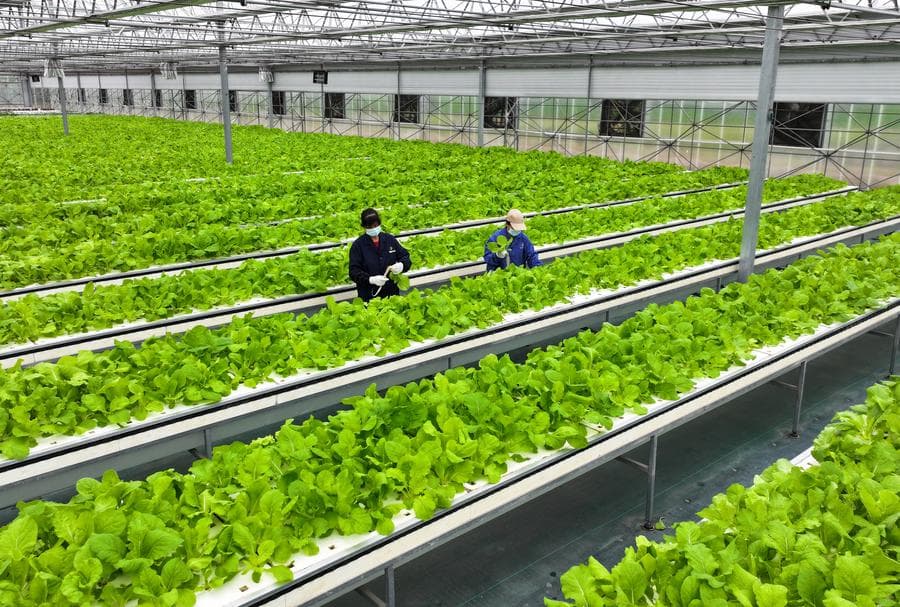 โรงเรือน 'ปลูกผักในอากาศ' ประหยัดที่ดิน-แรงงานในอันฮุย