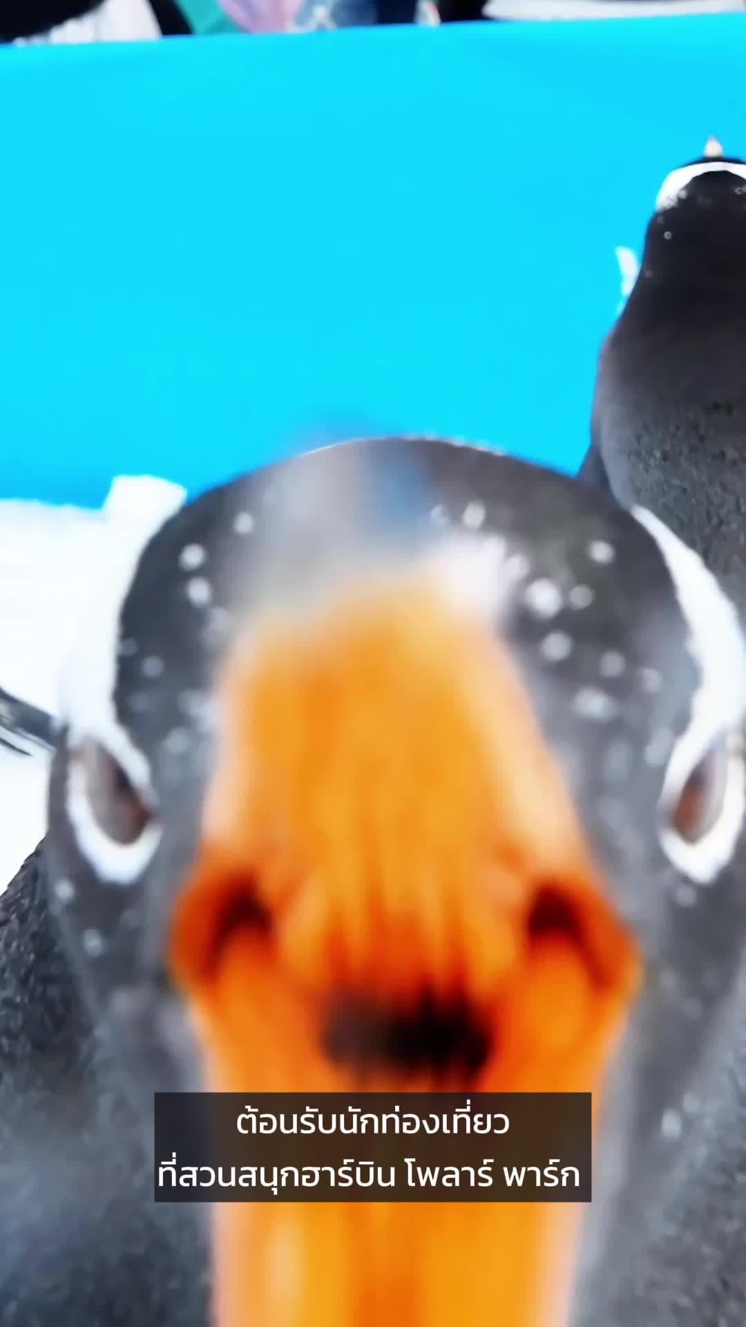 ใจละลาย! เพนกวินตัวอ้วนกลม เดินดุ๊กดิ๊กโชว์ตัวในฮาร์บิน