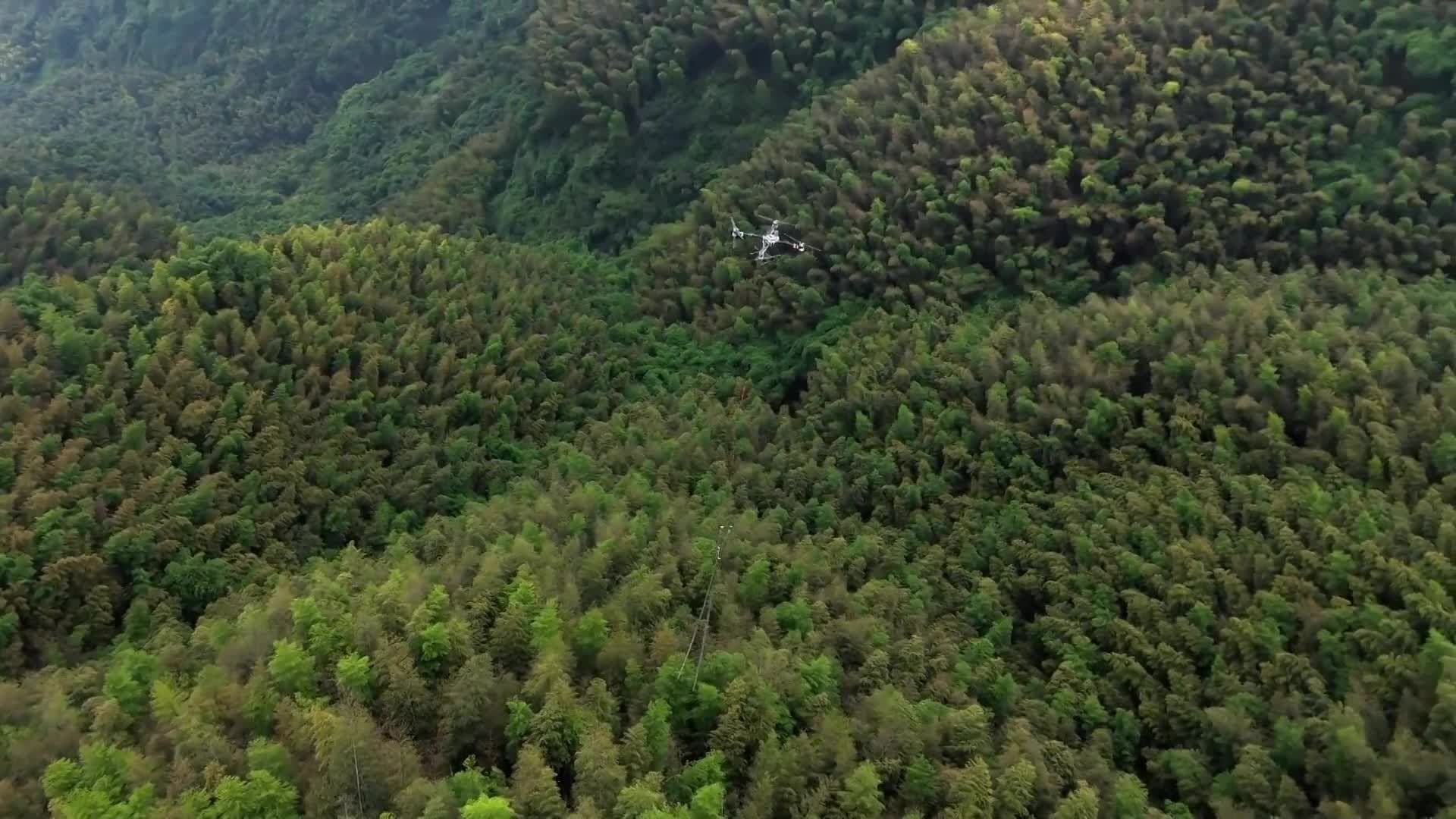 เสฉวนใช้ 'โดรน' ขนส่งไม้ไผ่ลงจากเขา ประหยัดแรงคน ลดต้นทุน