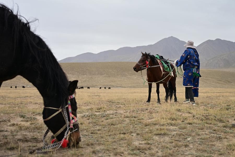 คนเลี้ยงสัตว์ต้อนฝูงสัตว์อพยพกลางทุ่งหญ้าในชิงไห่