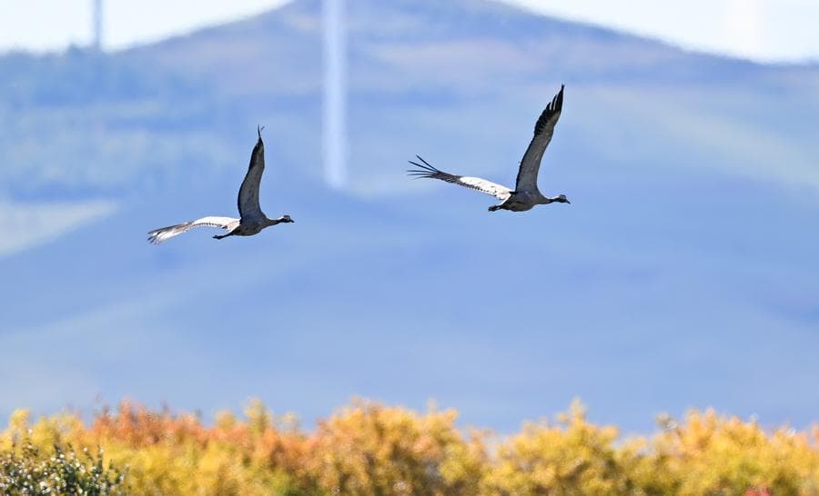 วิศวกรจีนออกแบบ 'โรโบฟอลคอน 2.0' หุ่นยนต์บินได้เหมือนนก