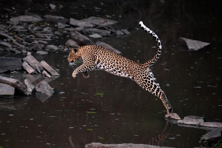 ฉากชีวิตสัตว์ป่ากลางธรรมชาติในเคนยา