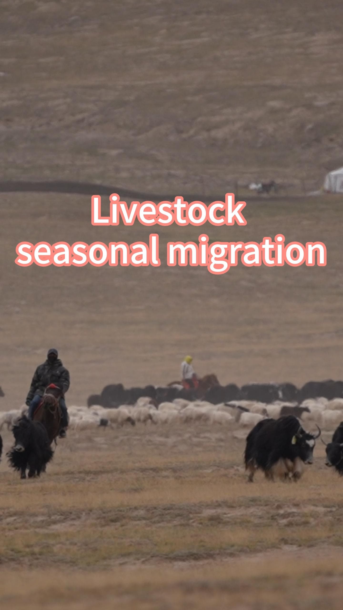 ฝูง 'ปศุสัตว์' นับล้านตัว เดินทางอพยพกลางทุ่งหญ้าในชิงไห่