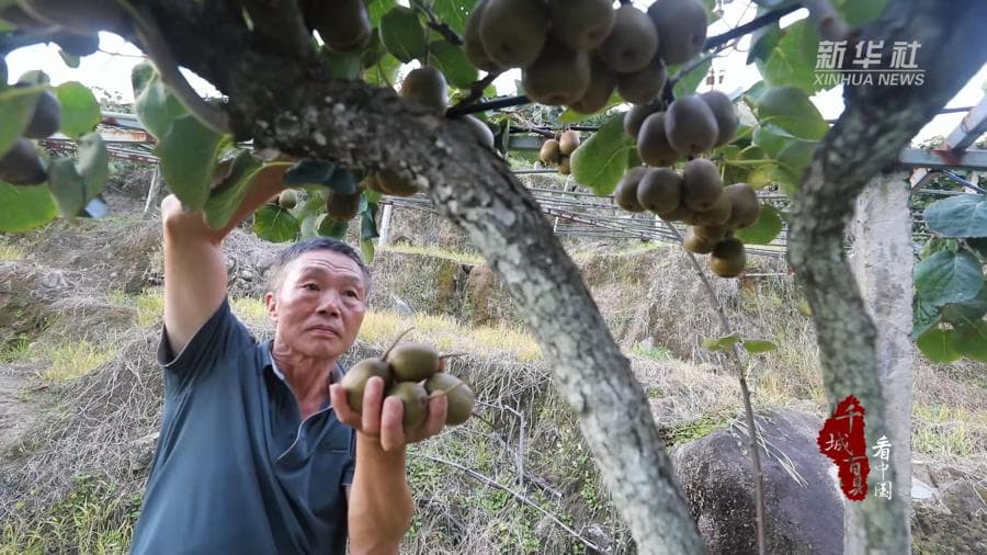 สวน 'กีวี' ผลไม้ทองคำในฝูเจี้ยน เข้าฤดูเก็บผลผลิตลูกสวยรสหวาน