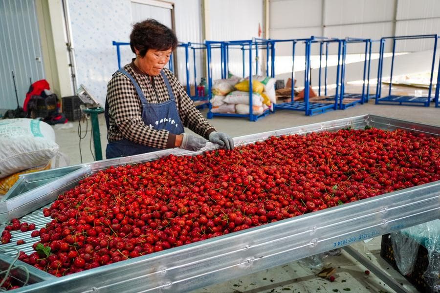 เกษตรกรเก็บเกี่ยว 'ลูกซานจา' สีแดงสดในซานตง