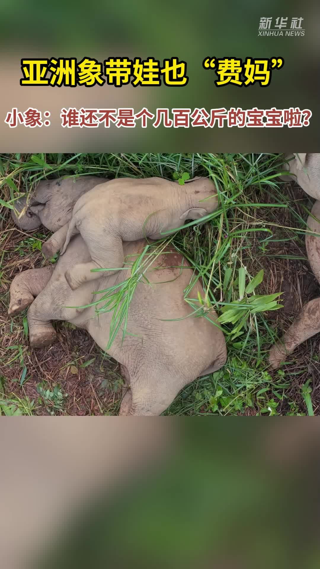 เอ็นดู! ลูกช้างเอเชียป่าเล่นซุกซนอ้อนแม่ในยูนนาน