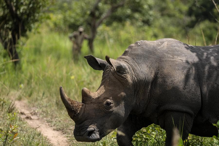 ยูกันดาจัดพิธี 'ตั้งชื่อแรด' ต้อนรับวันแรดโลก