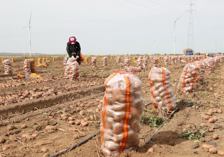 เกษตรกรเร่งเก็บ 'มันฝรั่ง' ลงกระสอบส่งขายในจางเจียโข่ว