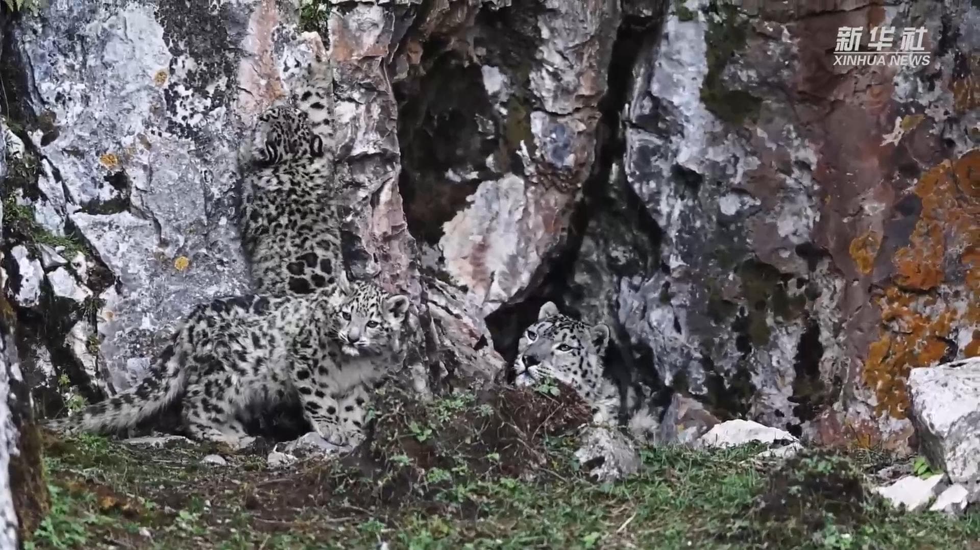 ชิงไห่จับภาพ 'เสือดาวหิมะ' แม่หน้านิ่ง ลูกเล่นซน