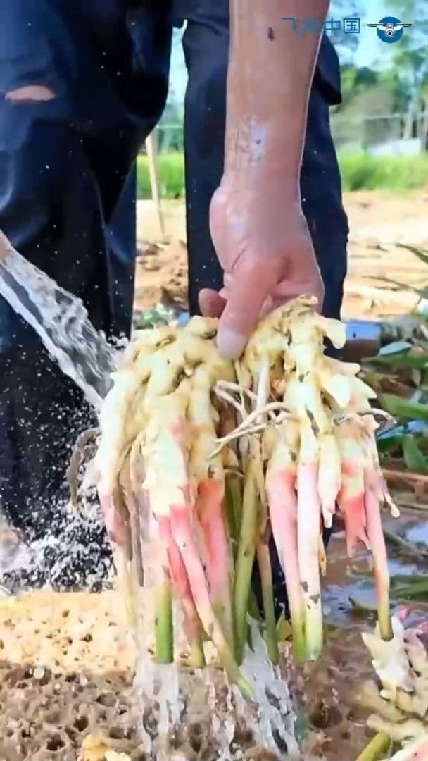 เกษตรกรง่วนเก็บ 'ว่านมหาหงส์' ในถงหลิง ของดีอันฮุย