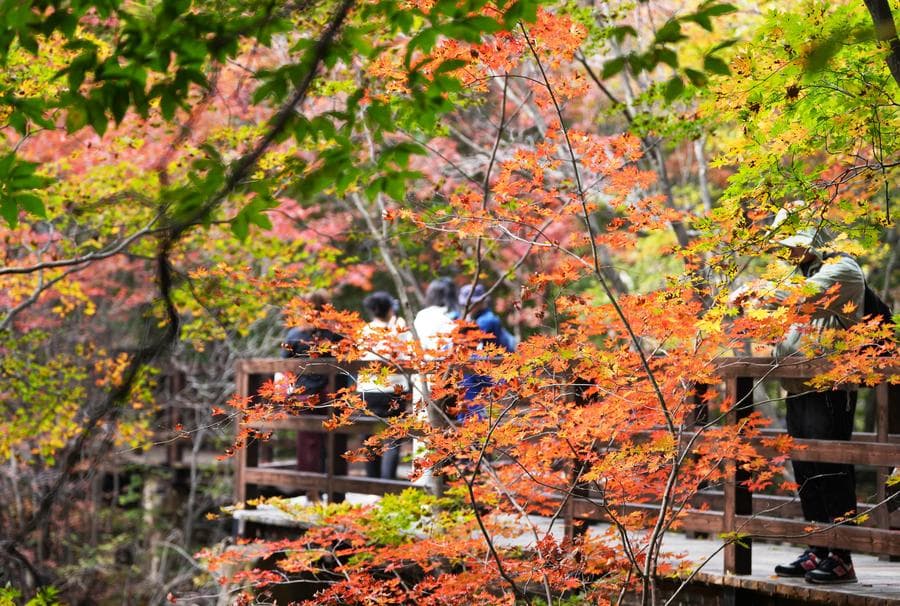 ใบเมเปิลเปลี่ยนสีสัน สวยงามตาในเหลียวหนิง