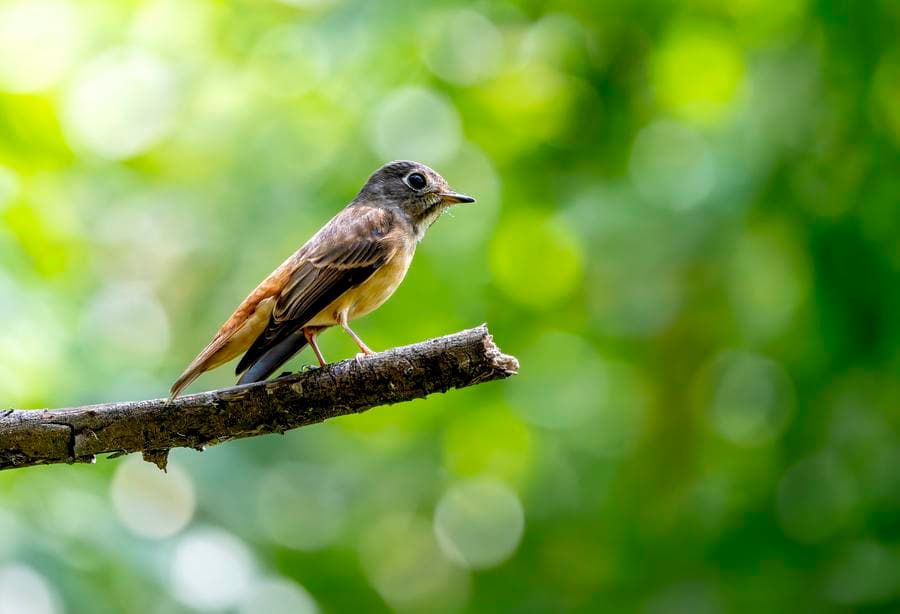 นกอพยพหลากพันธุ์ พักพิงใช้ชีวิตในฝูเจี้ยน
