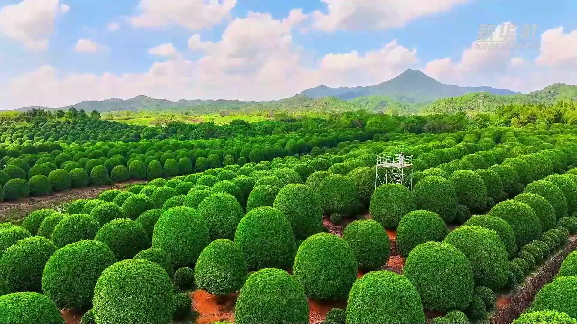 อาณาจักร 'หอมหมื่นลี้' ทรงผมบ๊อบ เขียวขจีในหางโจว