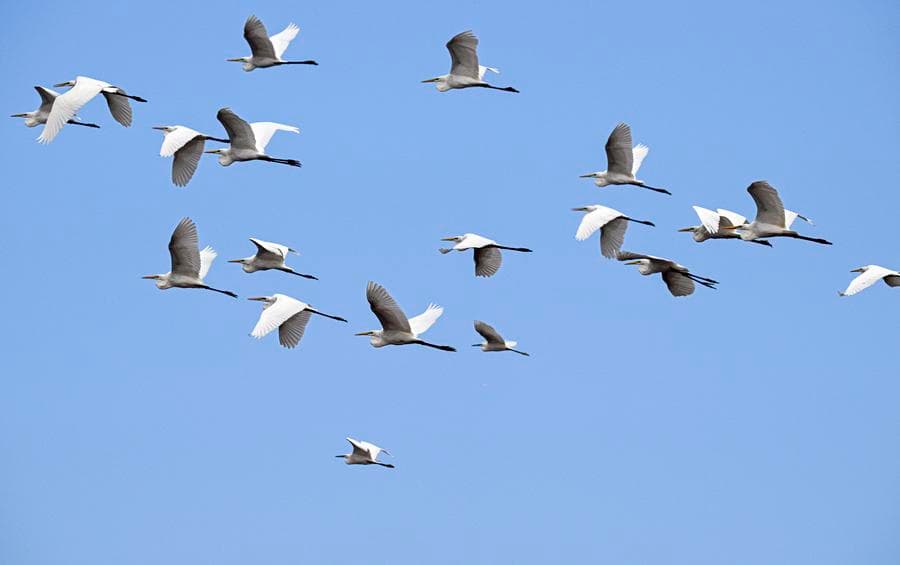 ส่องนกชมธรรมชาติ 'อุทยานพื้นที่ชุ่มน้ำไห่เหว่ย' ในไหหลำ