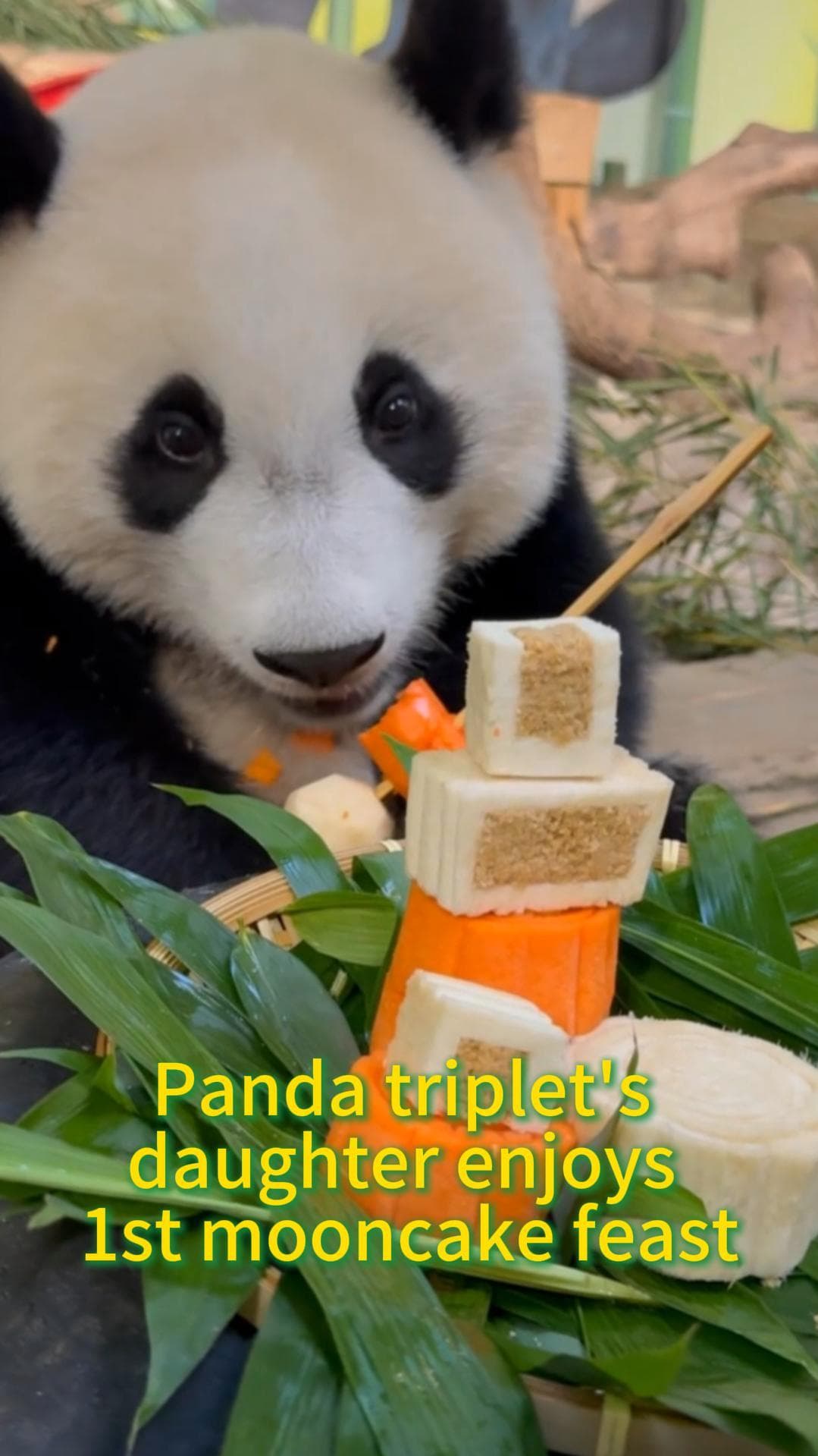 คำแรกของหนู! แพนด้ายักษ์ 'เม่ยจู' หม่ำมูนเค้กฉลองไหว้พระจันทร์