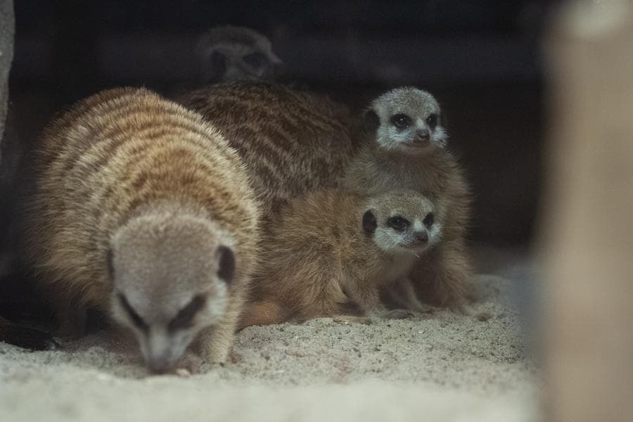 แก๊ง 'ลูกเมียร์แคต' เกิดใหม่ สุดน่ารักในสวนสัตว์วอร์ซอว์