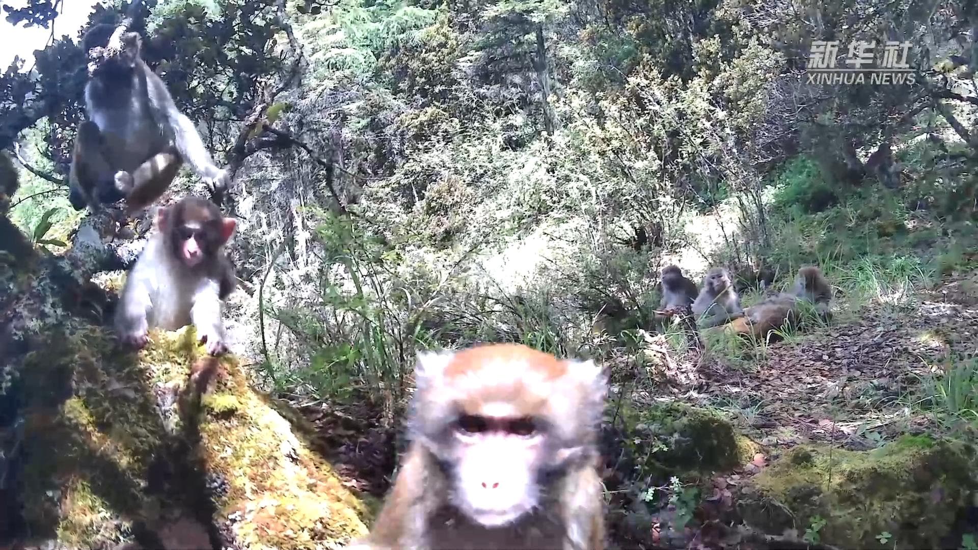 ฝูง 'ลิงวอก' โผล่เล่นกล้อง 'ถ่ายเซลฟี' กลางป่าในเสฉวน