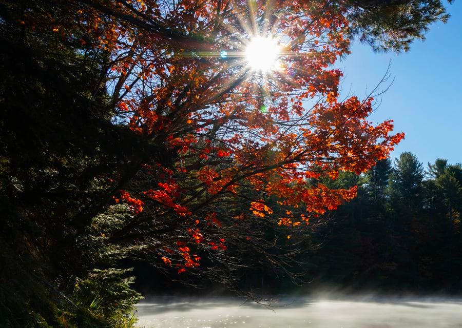 แมกไม้เปลี่ยนสีสัน ผสมส้มเหลืองแดง สวยเตะตาในแคนาดา