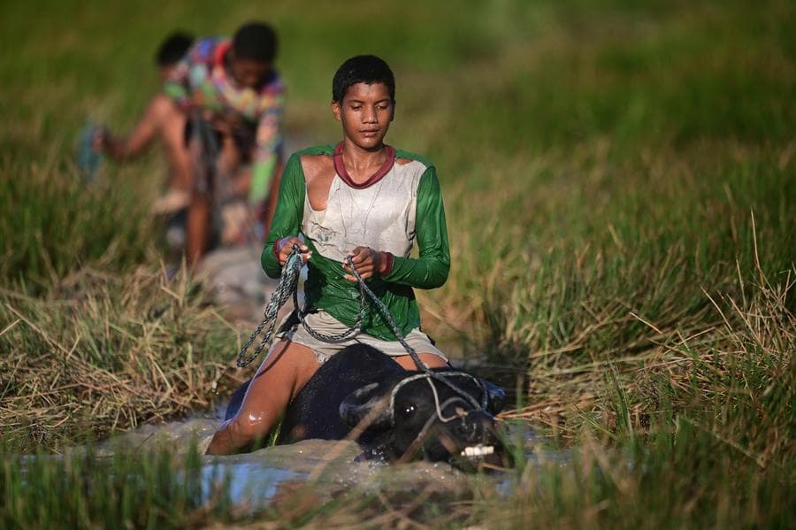 ส่องชีวิต 'ควายน้ำ' ลุยทุ่งแช่น้ำสบายใจในบราซิล