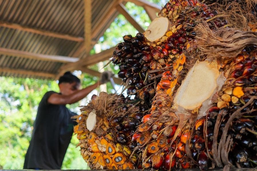 อินโดฯ เล็งหยุดนำเข้าน้ำมันดีเซล เปลี่ยนใช้ 'ไบโอดีเซล บี 50' ในปี 2026