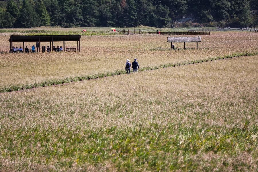 เกาหลีใต้คาดผลผลิต 'ข้าว' ปี 2025 หดตัวตามพื้นที่เพาะปลูก