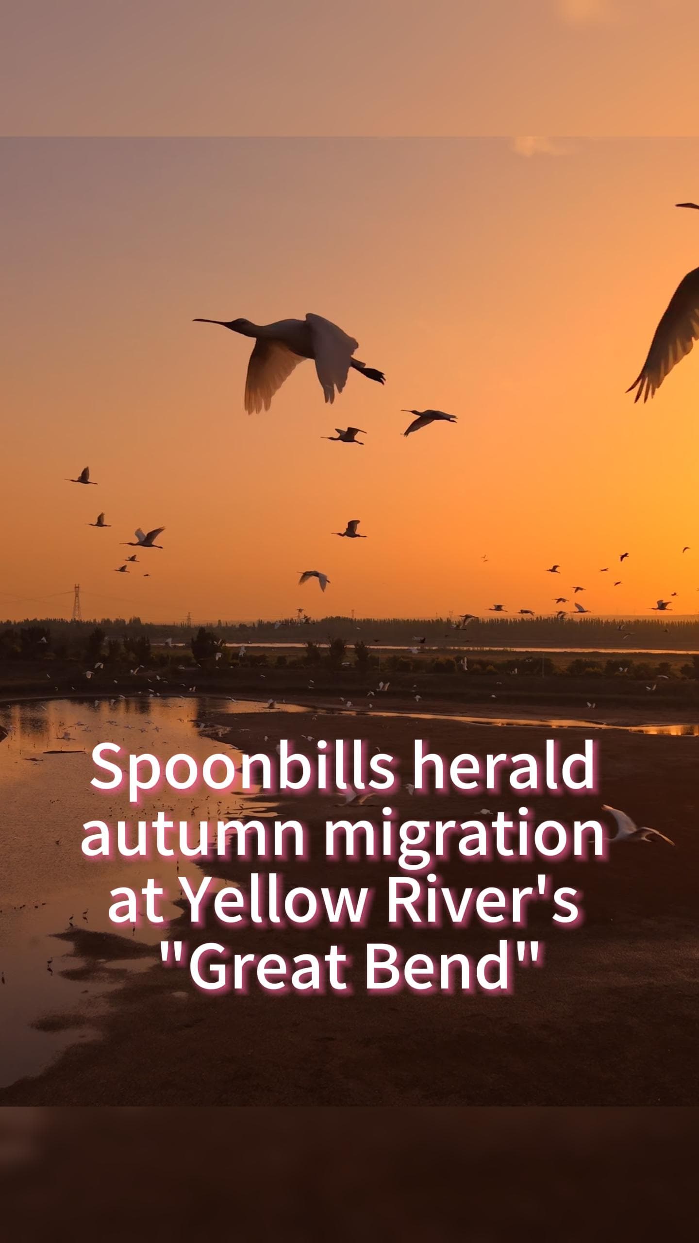 นกปากช้อนสีขาวอพยพถึงมหาโค้งแม่น้ำเหลือง เปิดฉากฤดูอพยพในมองโกเลียใน