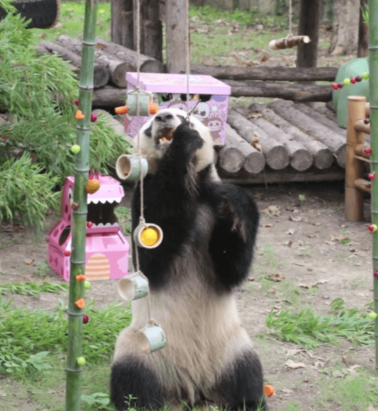 กินแซ่บเลยนะ! 3 แพนด้ายักษ์จีนในเซี่ยงไฮ้ฉลองวันเกิด