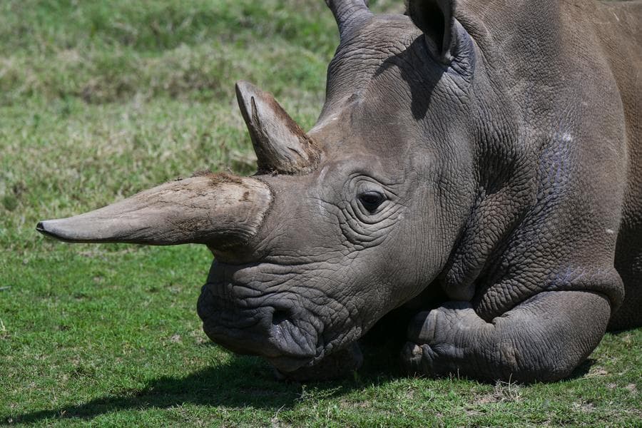 รู้จัก 'ไนจิน-ฟาตู' แรดขาวเหนือสองตัวสุดท้ายของโลก