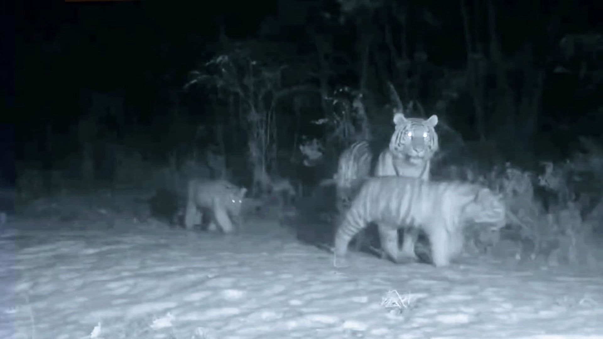 คลิปหายาก! ครอบครัวแม่ลูก 'เสือโคร่งไซบีเรีย' เดินโชว์ตัวกลางป่าในจีน