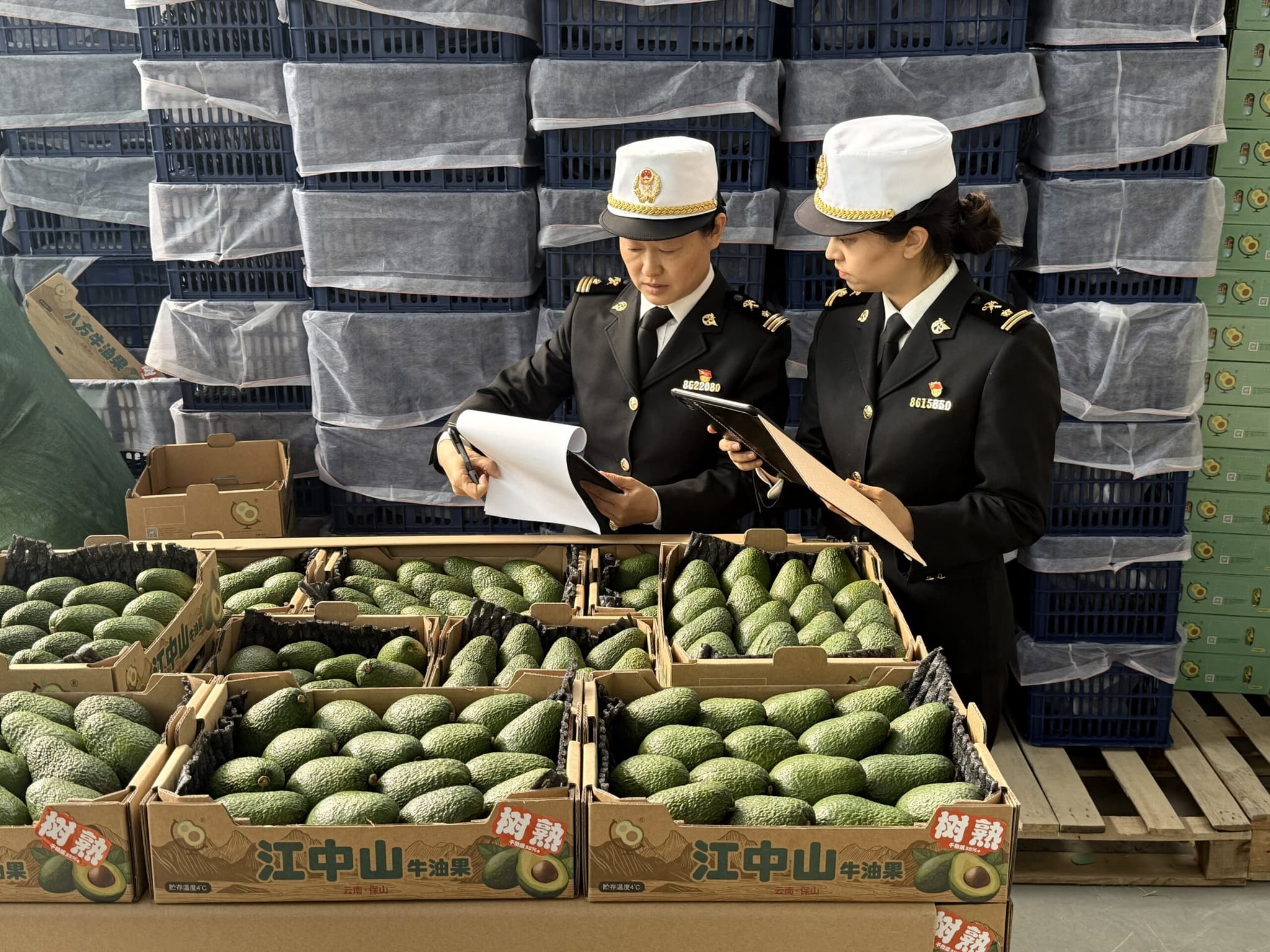 ยูนนานส่งออก 'อะโวคาโด' ป้อนตลาด 'มาเลเซีย' ครั้งแรก