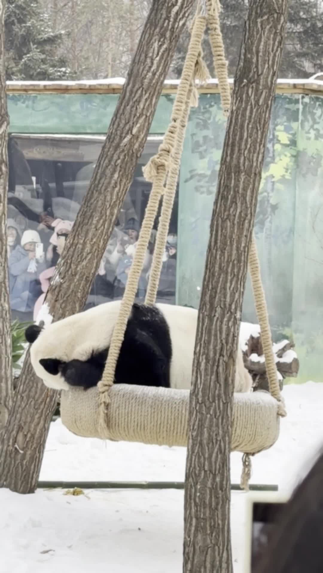 ช่วงเวลาแสนสุขของ 'แพนด้ายักษ์' เล่นกลางหิมะในฮาร์บิน