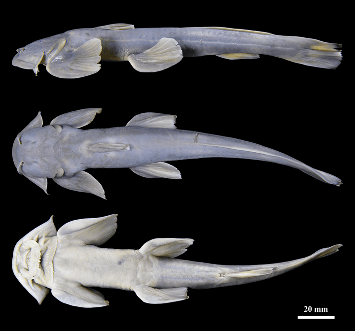 นักวิจัยจีนค้นพบ 'ปลาติดหิน' พันธุ์ใหม่ในทิเบต