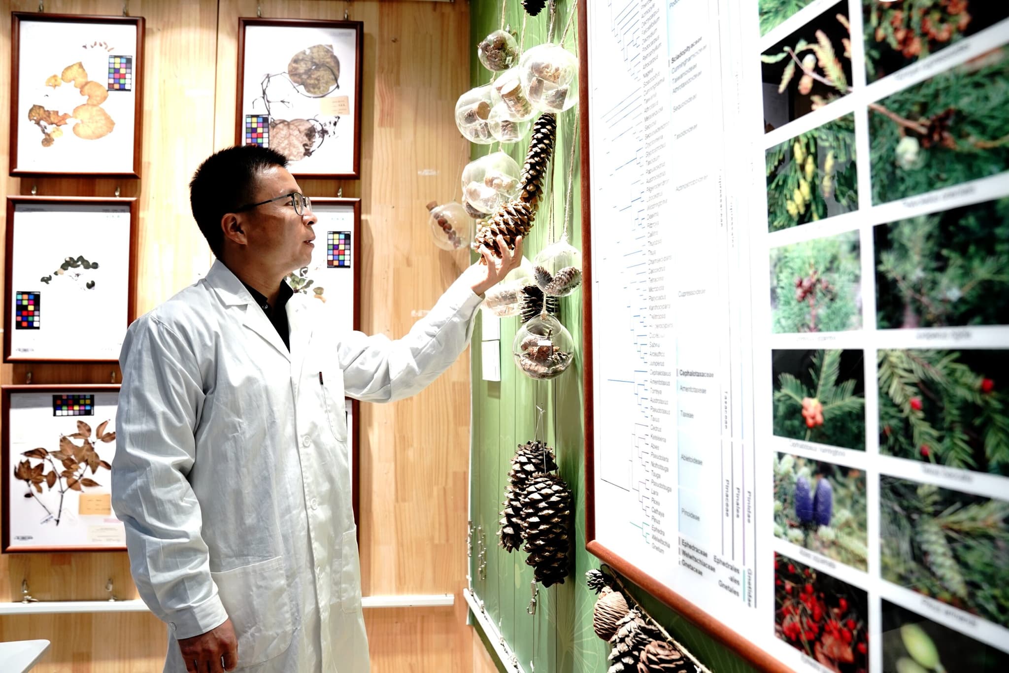 จีนอนุรักษ์ 'ทรัพยากรเชื้อพันธุ์พืชป่าไม้-ทุ่งหญ้า' ก้าวหน้าโดดเด่น