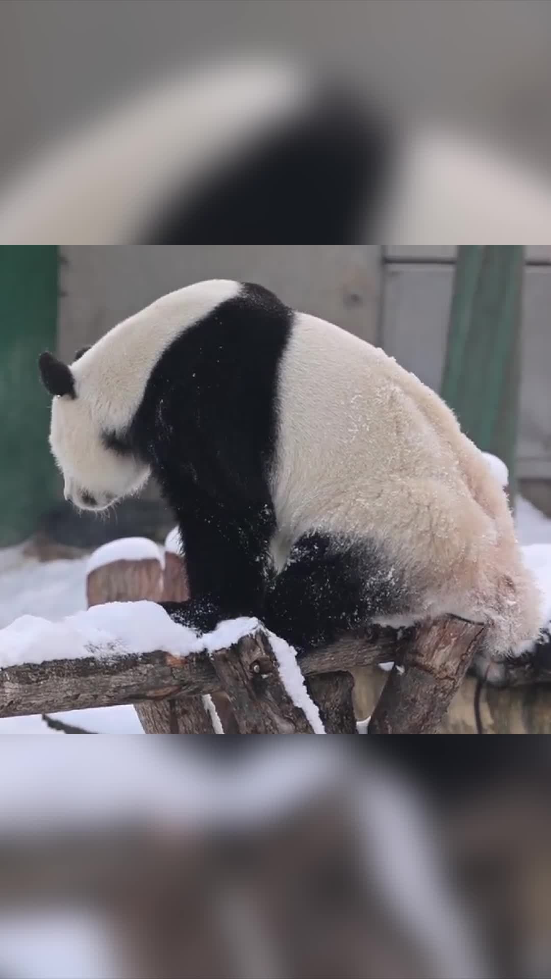 เวลาสนุกของ 'แพนด้ายักษ์' ตัวอ้วนกลมในเหลียวหนิง