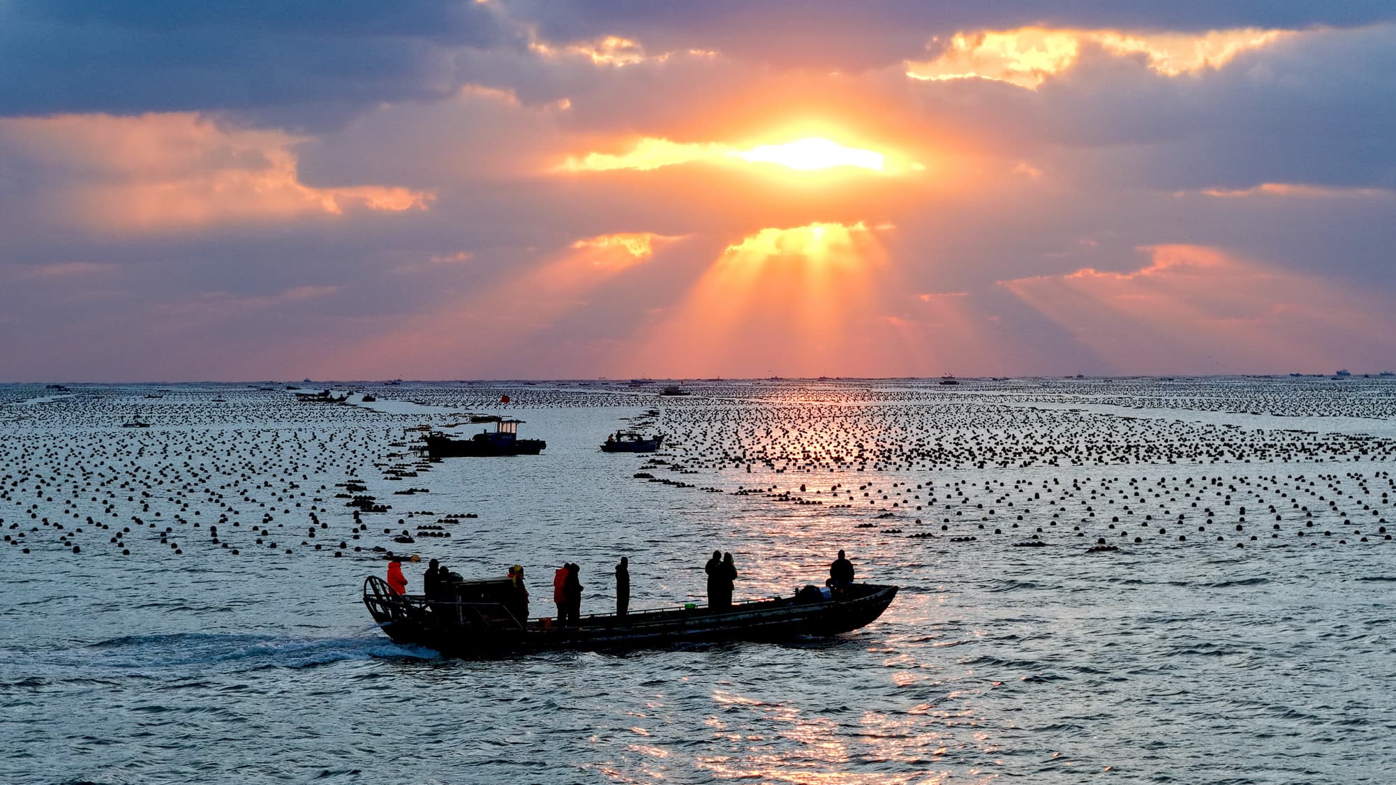 ชาวประมงออกเรือลุยงาน 'ฟาร์มทะเล' ในซานตง