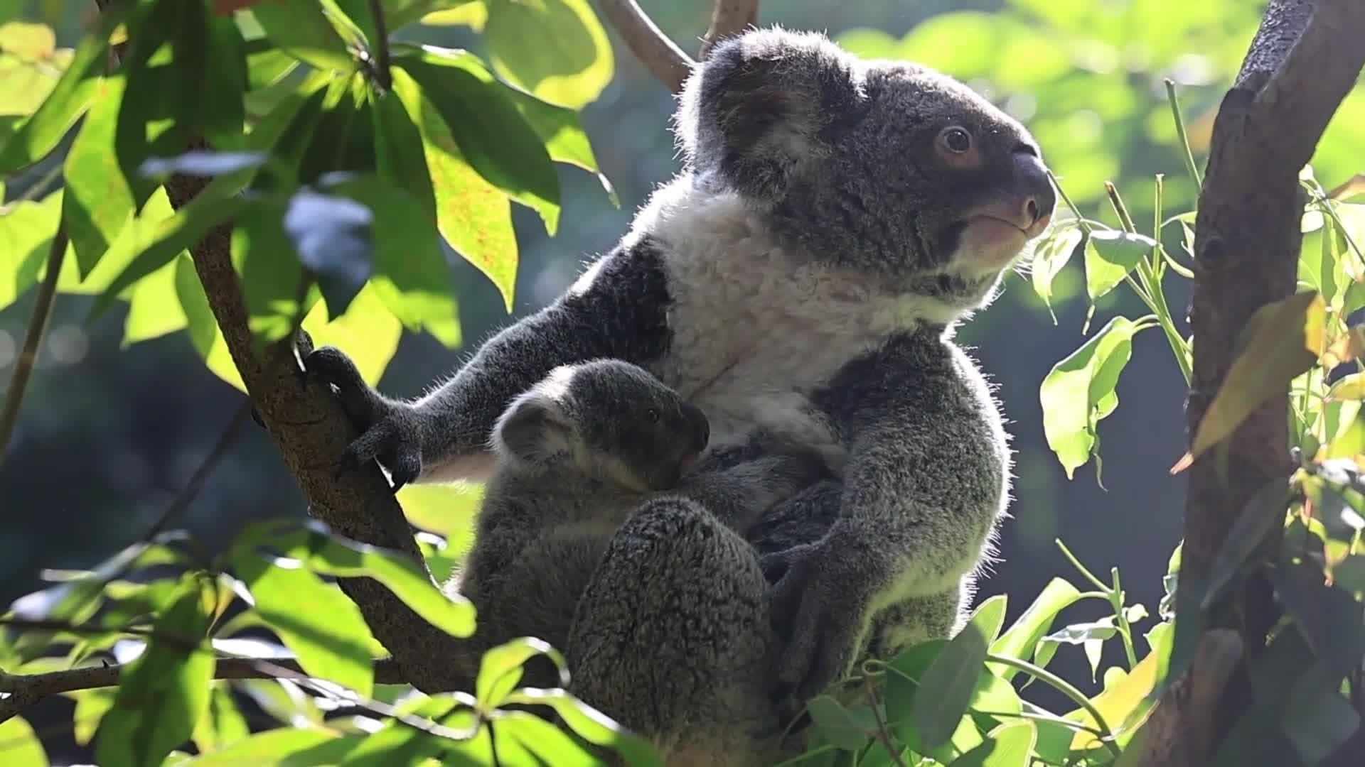 สวนสัตว์ในกว่างโจวเปิดตัว 'มหาสมุทร-หัวหอม' ลูกโคอาลาเกิดใหม่ปีนี้