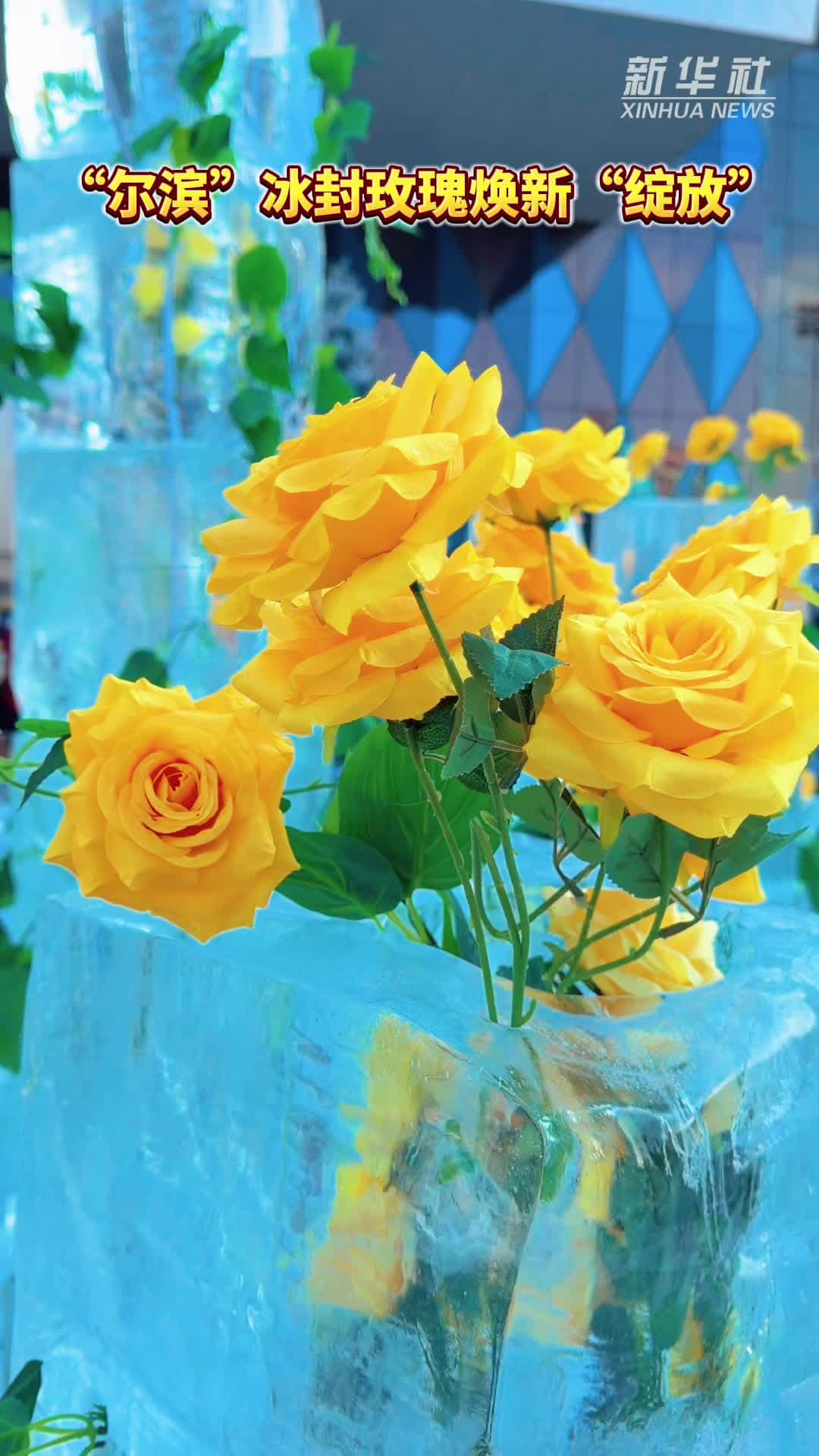 นักท่องเที่ยวเช็กอิน 'สวนกุหลาบแช่แข็ง' บานสวยสู้หนาวในฮาร์บิน